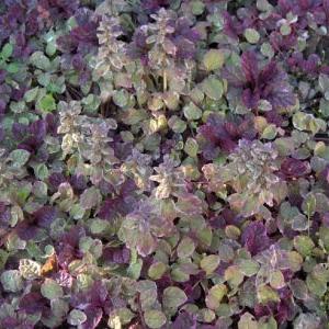 Ajuga Reptans 'Burgundy Glow' Plants - Flat Of 18 Pots, 3.25" Square, Colorful Ground Cover Perennial