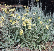 Berlandiera lyrata | Chocolate Scented Daisy