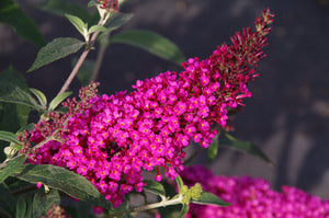 Buddleia davidii 'Buzz Hot Raspberry' (1 qt) | Hot Raspberry Dwarf Butterfly Bush (1 qt)