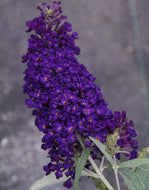 Buddleia davidii 'Buzz Midnight' (1 qt) | Buzz Midnight Dwarf Butterfly Bush (1 qt)