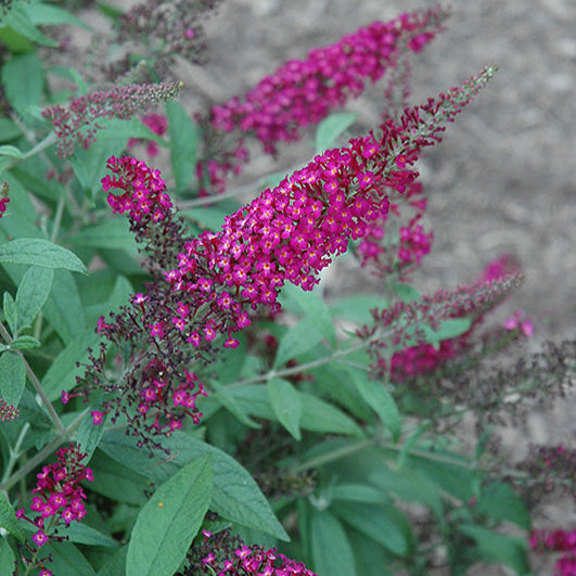 Blue Razz Buddleia Buddleia davidii 'Cran-Razz' (1 qt) | Cran-Razz Butterfly Bush (1 qt ...