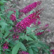 Buddleia davidii 'Cran-Razz' (1 qt) | Cran-Razz Butterfly Bush (1 qt)