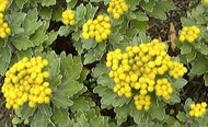 Chrysanthemum pacificum | Silver and Gold Plant