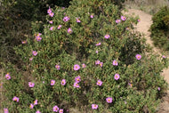Cistus creticus (1 qt) | Pink Rockrose (1 qt)