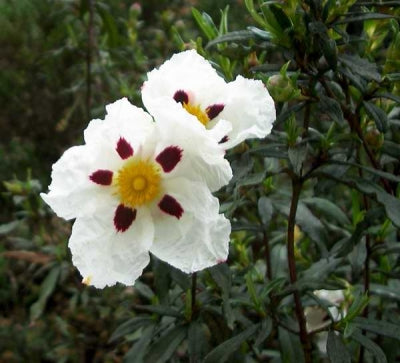 Cistus ladanifer (1 qt)