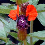Cuphea llevera 'Bat Face' (1 qt) | Bat Face Cuphea (1 qt)