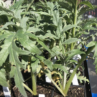 Cynara scolymus 'Green Globe' (4