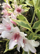 Weigela variegata (1 qt) | Variegated Weigela (1 qt)