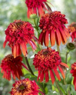 Echinacea 'Hot Papaya' (1 qt) | Hot Papaya Coneflower (1 qt)