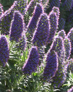 Echium candicans 'Star of Madeira' (1 qt) | Variegated Pride of Madeira (1 qt)