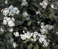 Eupatorium rugosum 'Chocolate' (1 qt) | Chocolate Joe Pye Weed (1 qt)