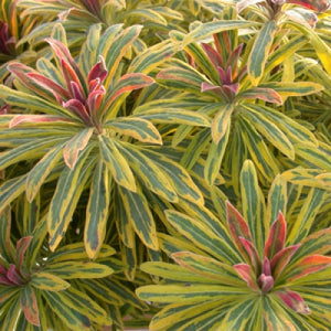 Euphorbia 'Ascot Rainbow' (1 qt) | Variegated Spurge (1 qt)