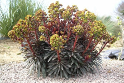 Euphorbia 'Blackbird' (1 qt) | Blackbird Spurge (1 qt)