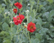 Geum chiloense 'Mrs. Bradshaw' (1 qt) | Mrs. Bradshaw Avens (1 qt)