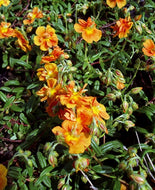 Helianthemum nummularium 'Ben Nevis' (4