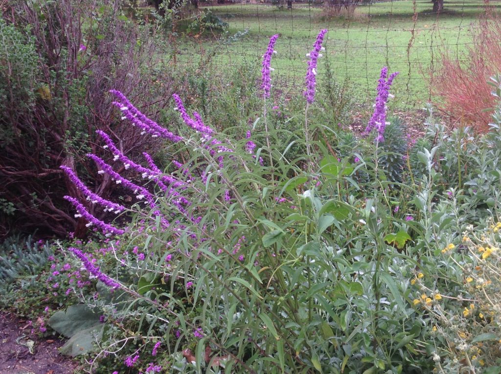 Salvia leucantha (1 qt) | Mexican Bush Sage (1 qt)