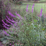 Salvia leucantha (1 qt) | Mexican Bush Sage (1 qt)
