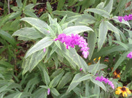 Salvia leucantha 'Variegata' (1 qt) | Variegated Mexican Sage (1 qt)