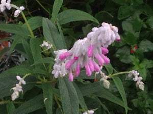 Salvia leucantha 'Danielle's Dream' (1 qt) | Pink Mexican Bush Sage (1 qt)