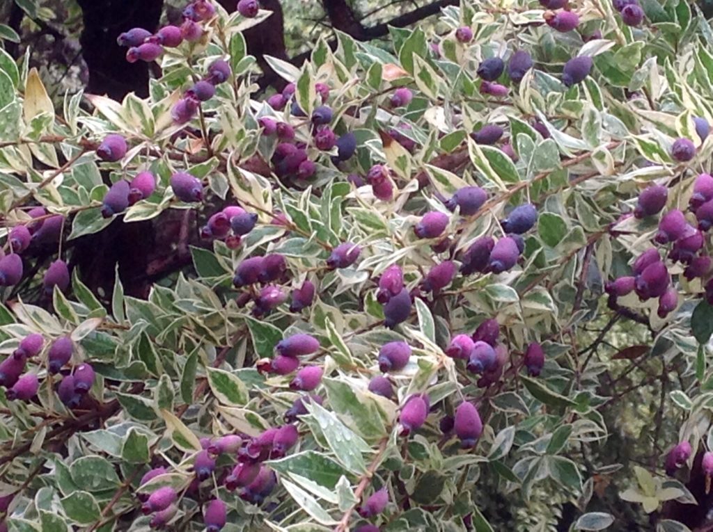 Myrtus communis 'Variegata' (1 qt)