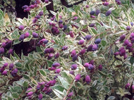 Myrtus communis 'Variegata' (1 qt) | Variegated Sweet Myrtle (1 qt)