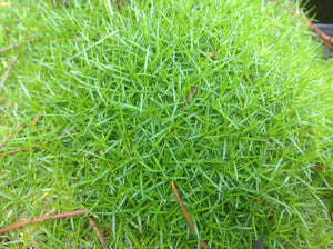Sagina subulata | Irish Moss