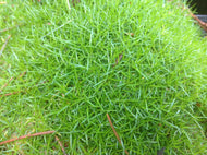 Sagina subulata (4