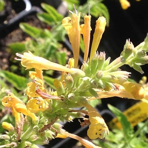 Agastache 'Kudos Yellow' (1 qt) | Yellow Dwarf Hummingbird Mint (1 qt)