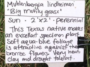 Muhlenbergia lindheimeri (1 qt) | Big Muhly Grass (1 qt)