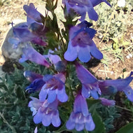 Penstemon 'Catherine de la Mar' (1 qt) | Catherine de la Mar Penstemon (1 qt)