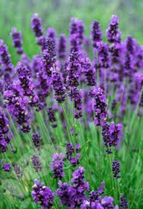 giant lavender plants Lavandula x intermedia 'Hidcote Giant' (4")