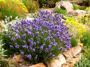 Lavandula angustifolia 'Thumbelina Leigh' | Dwarf Blue English Lavender