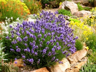 Lavandula angustifolia 'Thumbelina Leigh' (4
