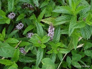 Mentha spicata 'Spanish' (4
