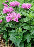 Petite Delight Bee Balm