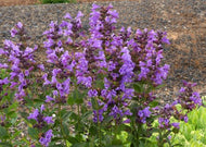 Nepeta yunnanensis 'Blue Dragon' (4