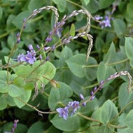 Parahebe perfoliata (1 qt) | Digger's Speedwell (1 qt)