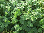 Pelargonium tomentosum 'Peppermint' (4