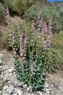 Penstemon palmeri (1 qt) | Palmer's Penstemon (1 qt)