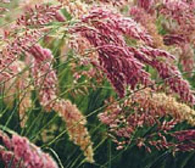 Rhynchelytrum nerviglume 'Savannah' | Ruby Grass