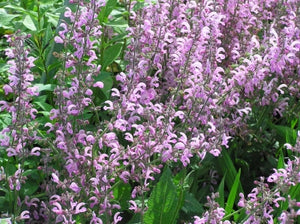 Salvia pratensis 'Pink Delight' (info) | Pink Delight Clary Sage (info)
