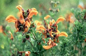 Salvia Africana-lutea (1 qt) | Dune Sage (1 qt)