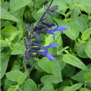 Salvia guaranitica 'Black and Blue' (1 qt) | Black and Blue Anise Scented Sage (1 qt)