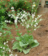 Salvia argentea (1 qt) | Silver Sage (1 qt)