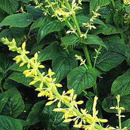 Salvia madrensis (1 qt) | Forsythia Sage (1 qt)