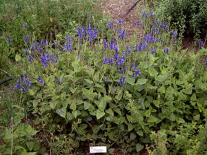 Salvia cacaliifolia (1 qt) | Blue Vine Sage (1 qt)