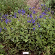 Salvia cacaliifolia (1 qt) | Guatemalan Sage (1 qt)