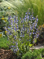 Salvia pratensis 'Madeline' (info) | Madeline Clary Sage (info)