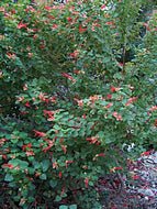 Salvia regla (1 qt) | Mountain Sage (1 qt)