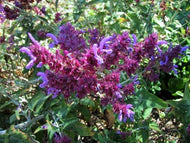 Salvia canariensis (1 qt) | Canary Island Sage(1 qt)